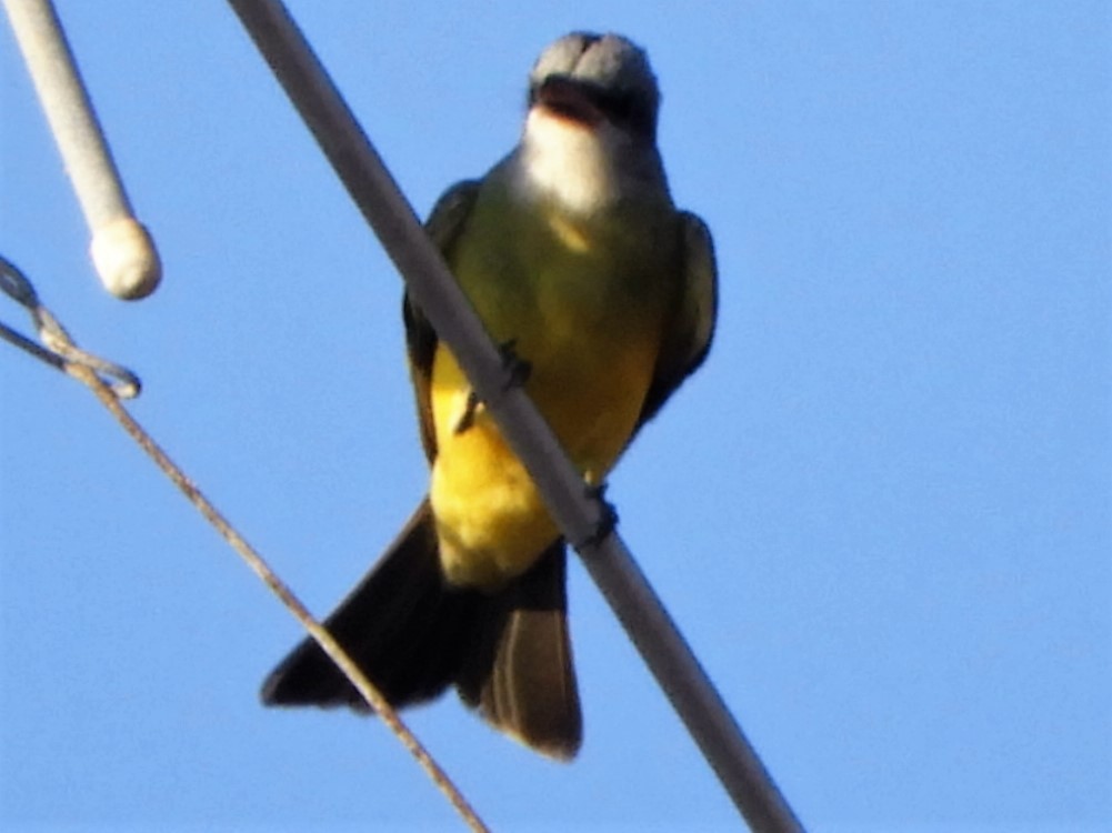 Tropical Kingbird - Brenda Aburto