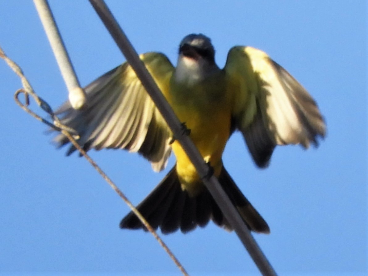 Tropical Kingbird - Brenda Aburto