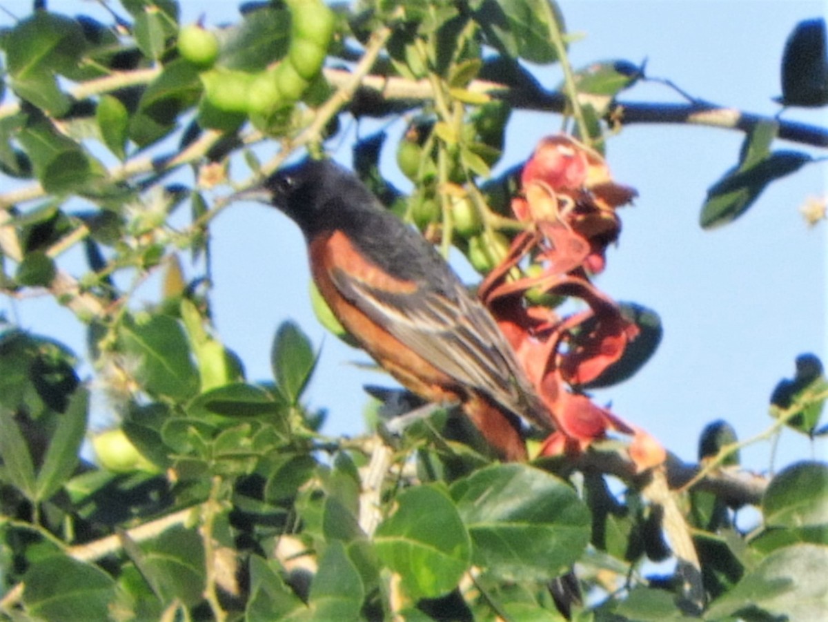 Orchard Oriole - Brenda Aburto