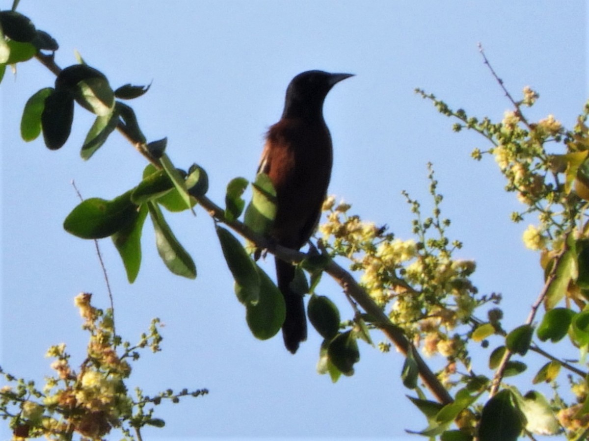 Orchard Oriole - Brenda Aburto