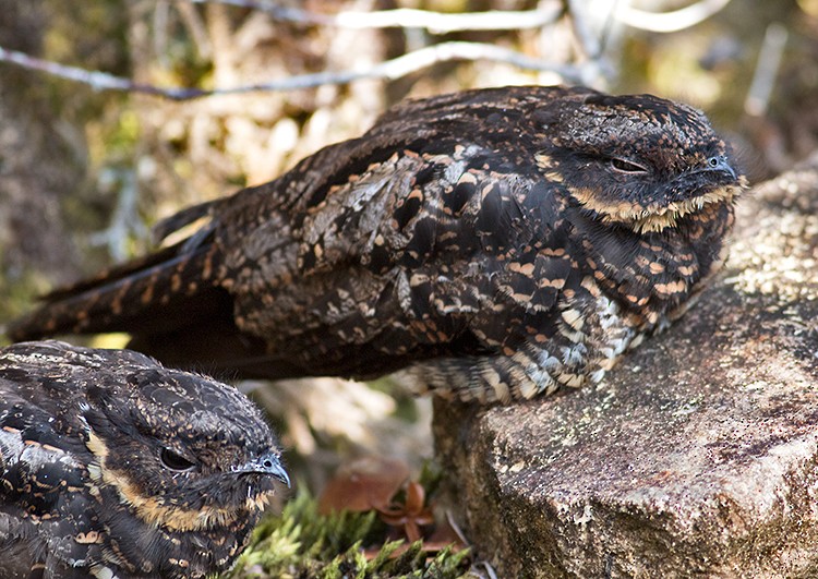 Diabolical Nightjar - ML26242021