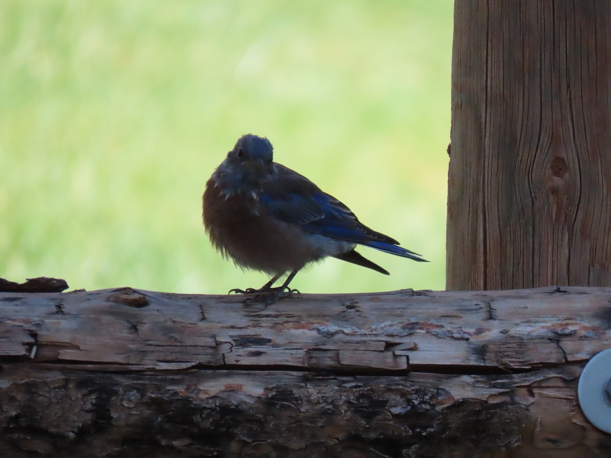 Western Bluebird - ML262421131