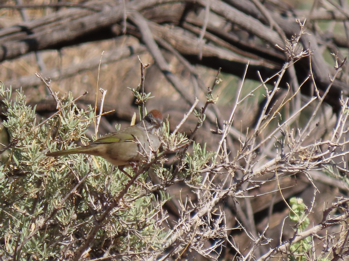 Green-tailed Towhee - ML262421471