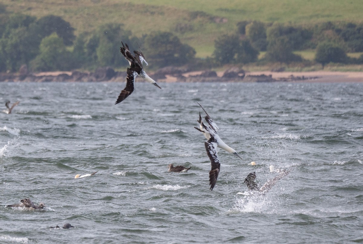 Northern Gannet - Colin Leslie