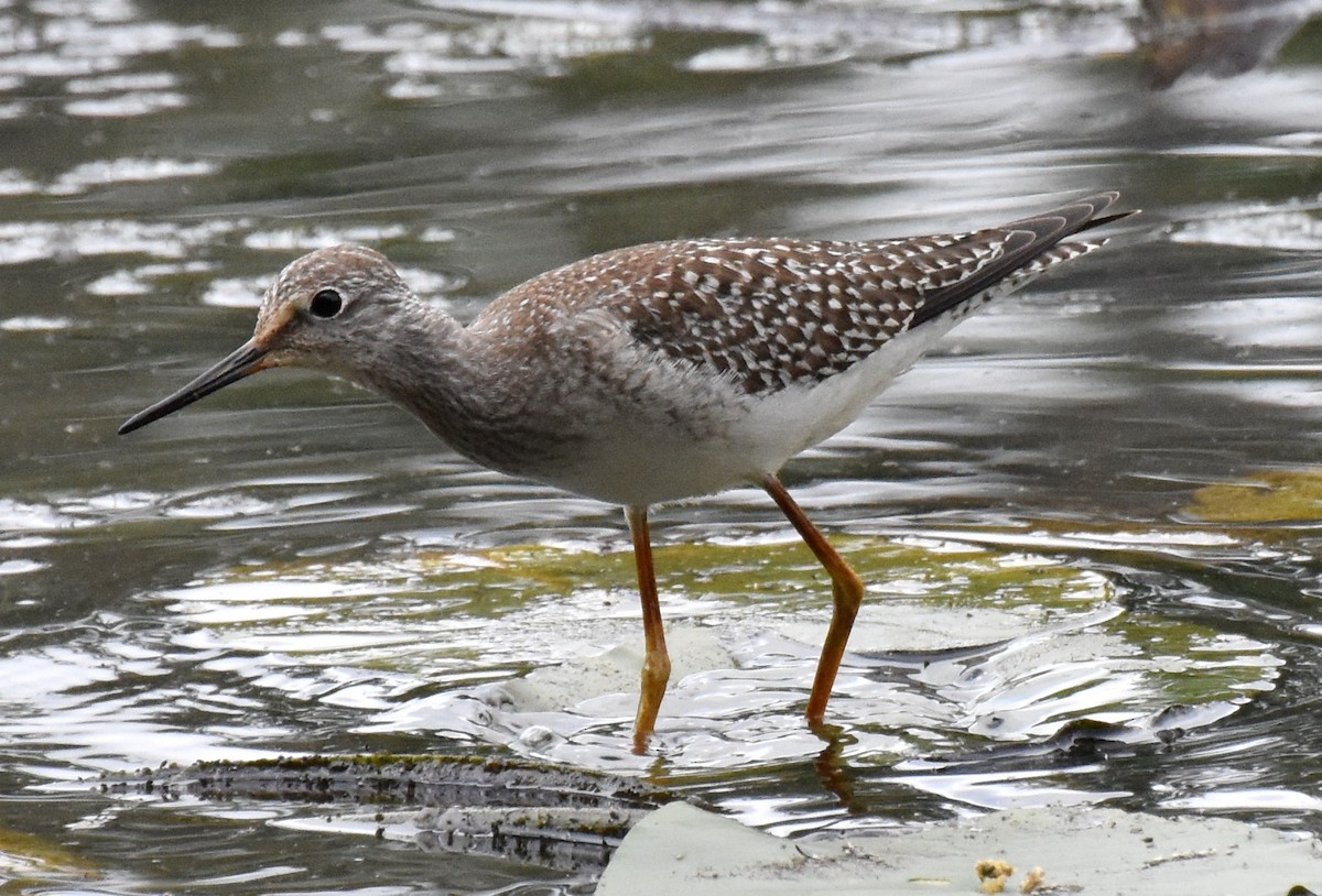 Lesser Yellowlegs - ML262422861