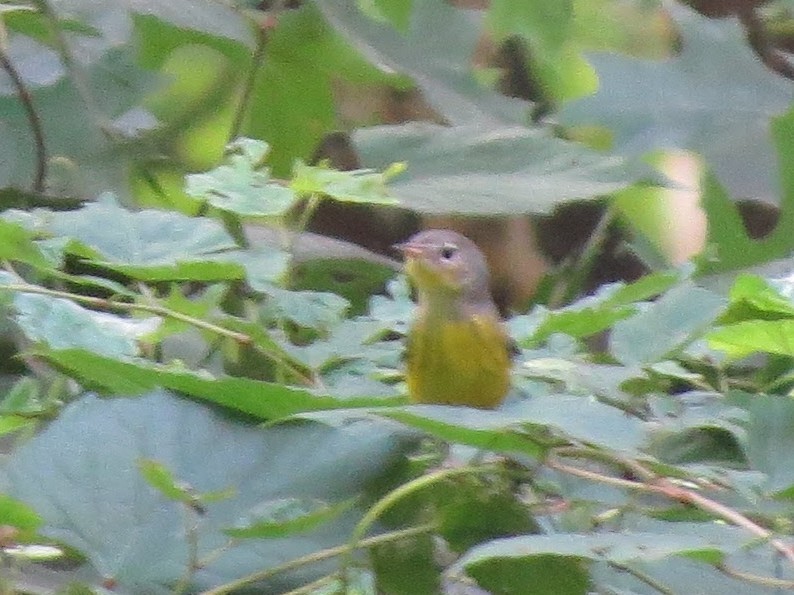 Magnolia Warbler - ML262422891