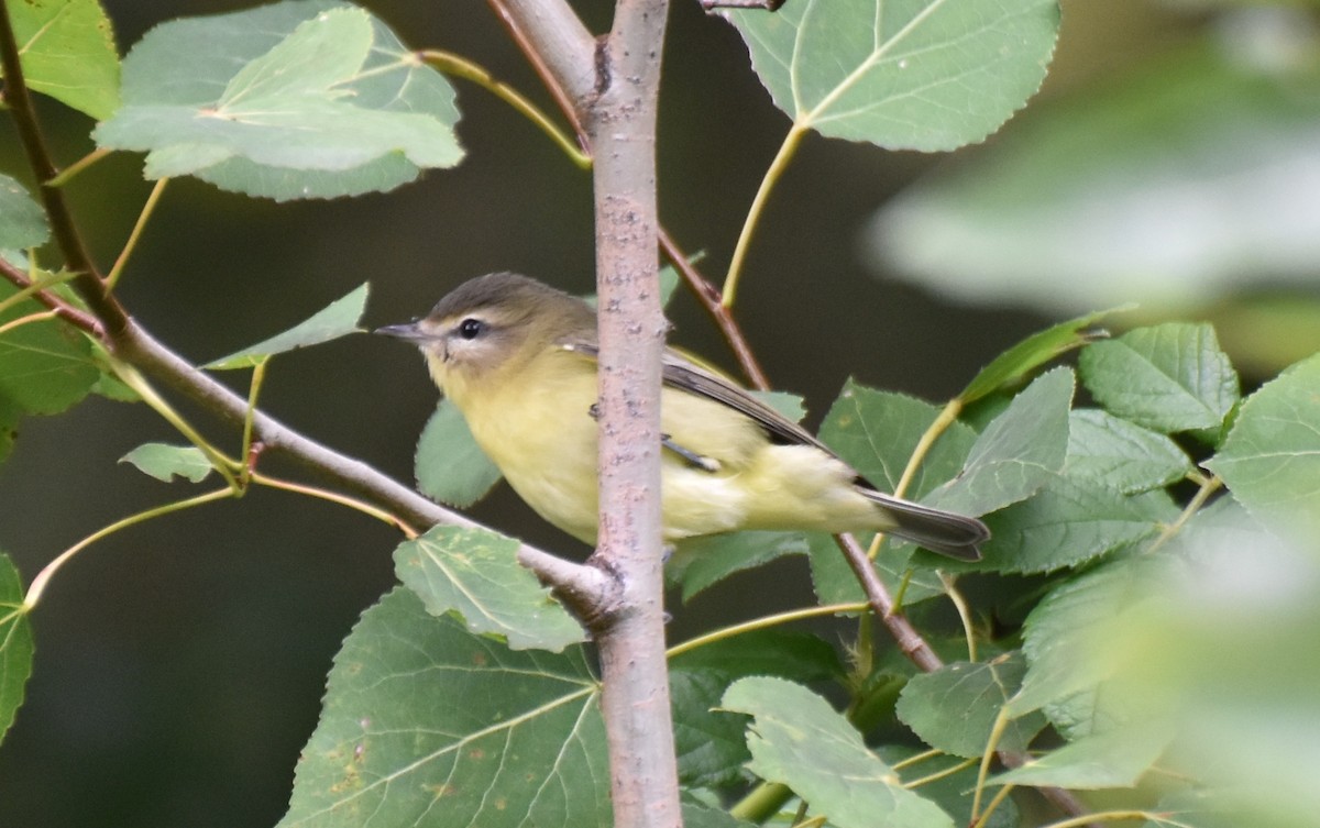Philadelphia Vireo - ML262422981