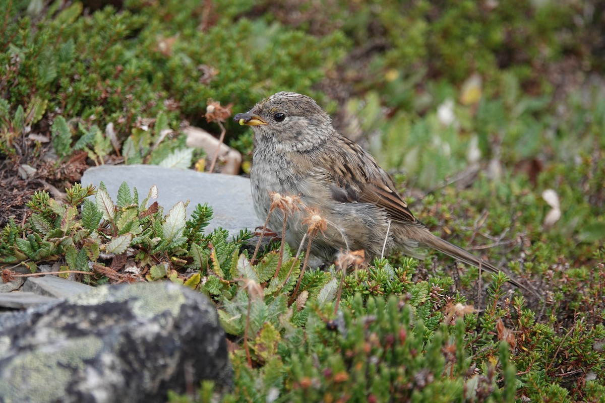 Golden-crowned Sparrow - George Clulow