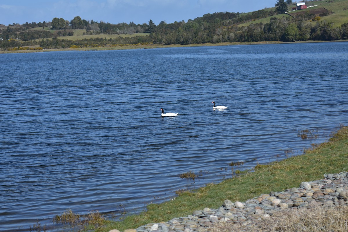 Black-necked Swan - ML262425871