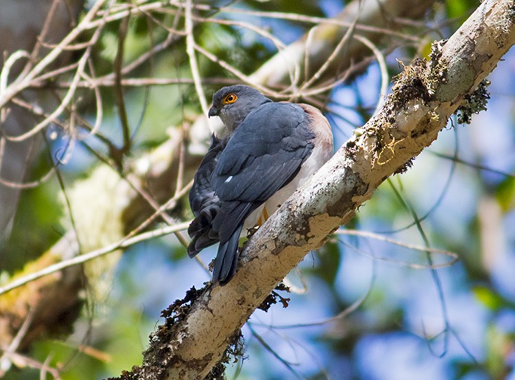 Small Sparrowhawk - Sam Woods/Tropical Birding Tours