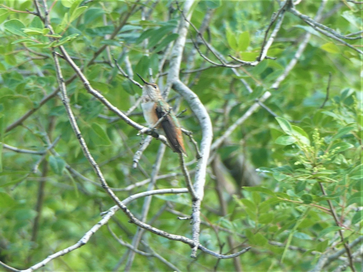 Rufous Hummingbird - ML262427691