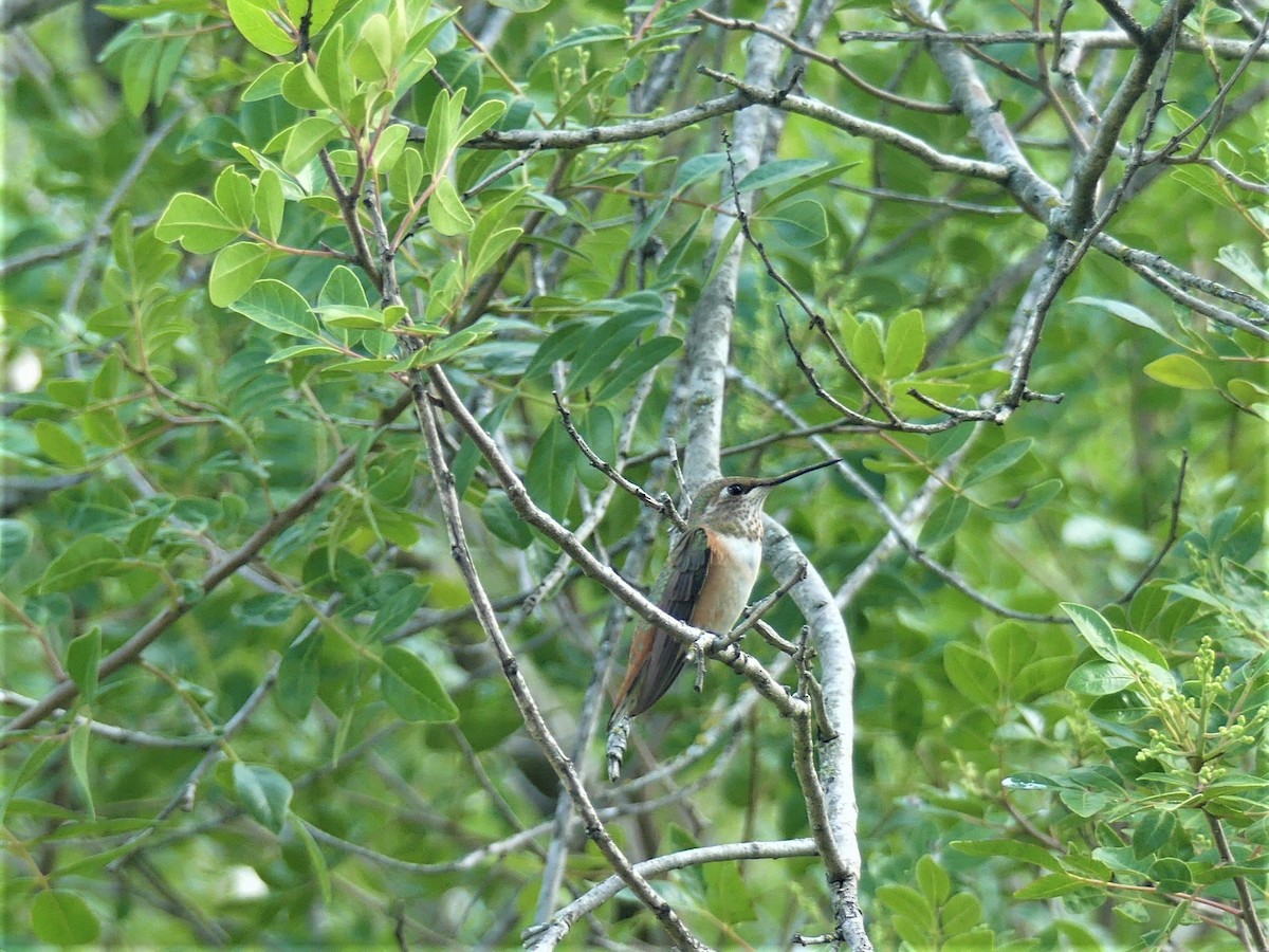 Rufous Hummingbird - ML262427841