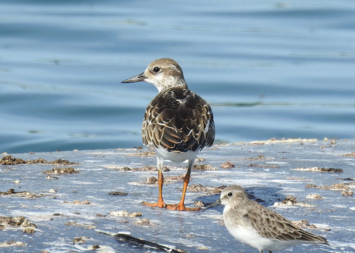 Ruddy Turnstone - Francisco Dubón