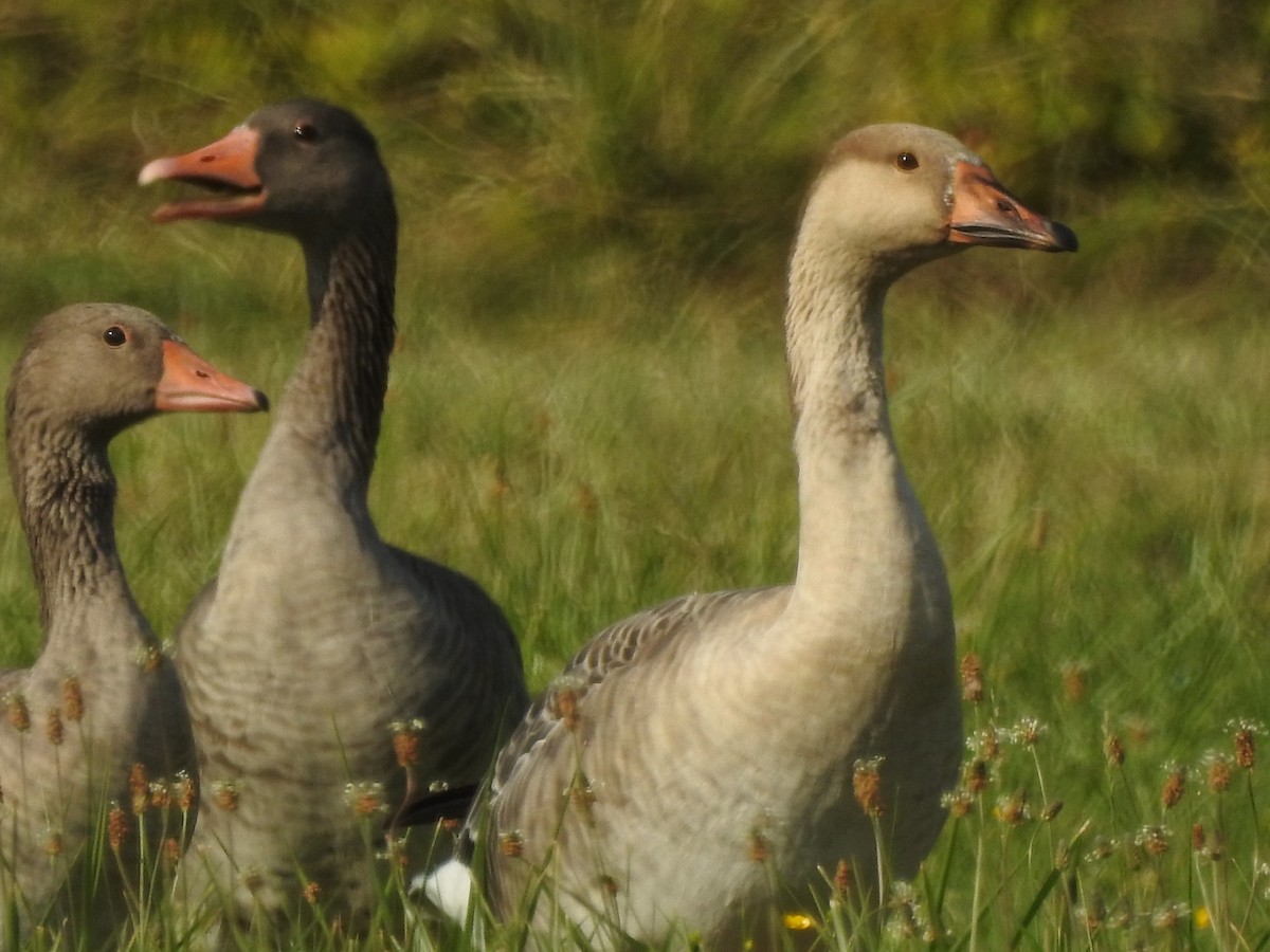 Graylag x Swan Goose (hybrid) - Dirk Buschmann