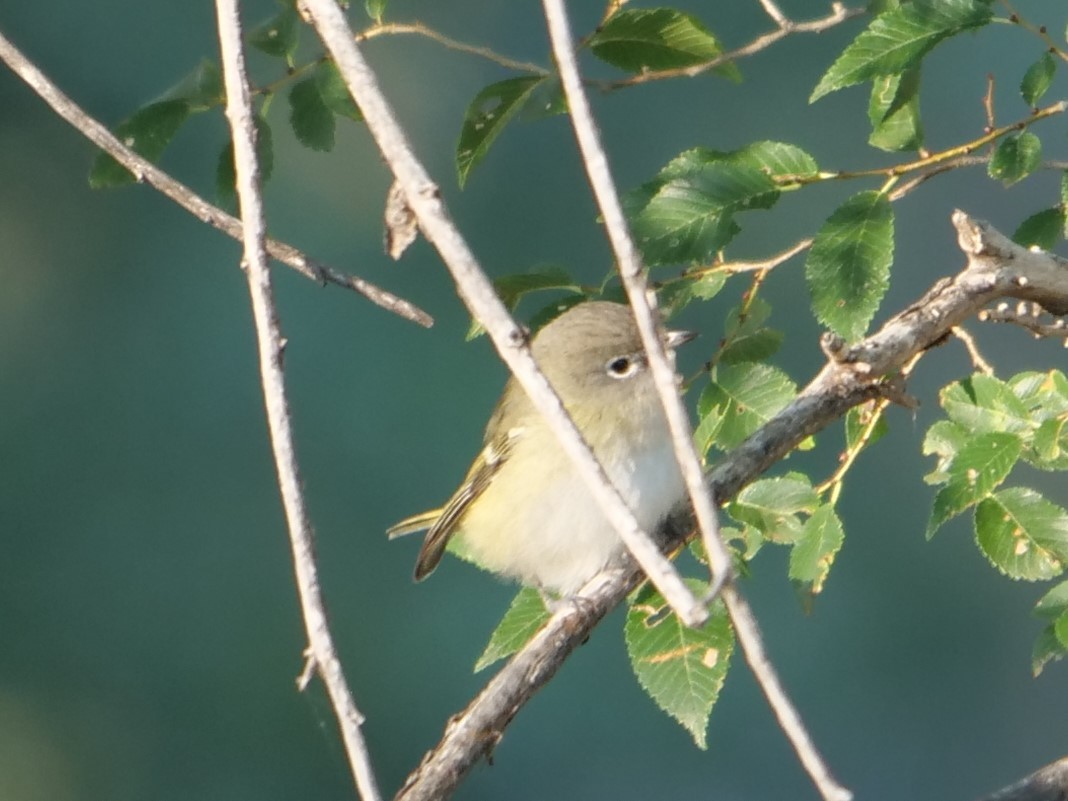 Cassin's Vireo - ML262428981