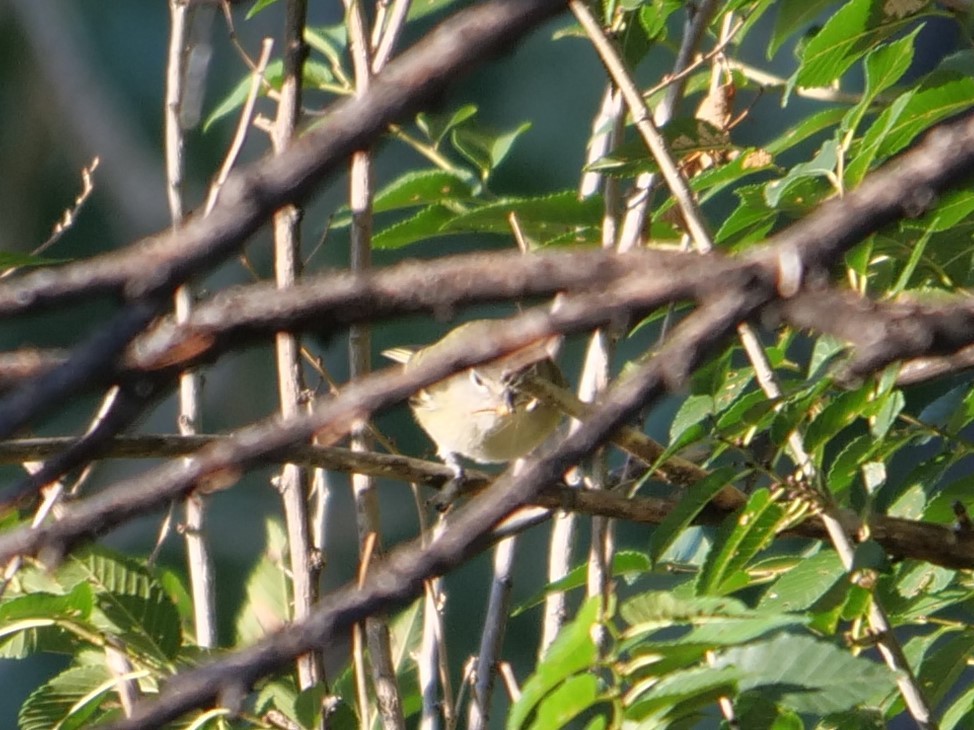 Cassin's Vireo - ML262428991