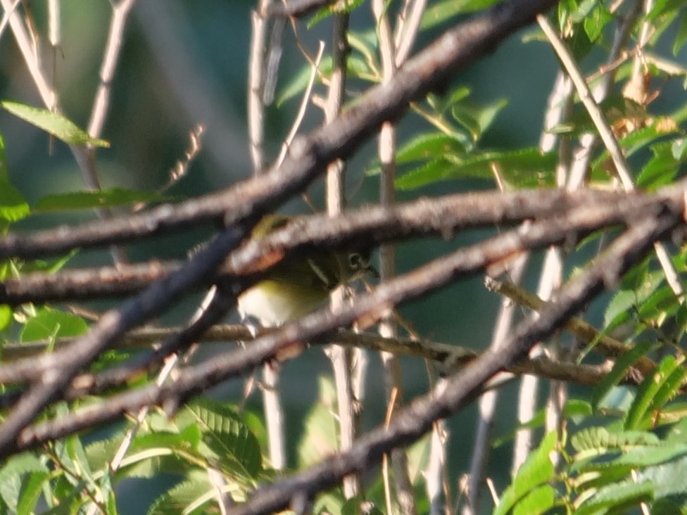 Cassin's Vireo - ML262429001
