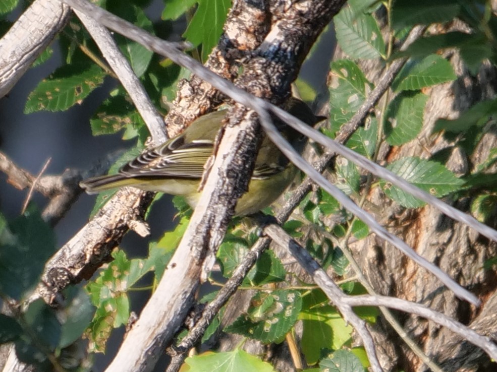 Cassin's Vireo - ML262429021