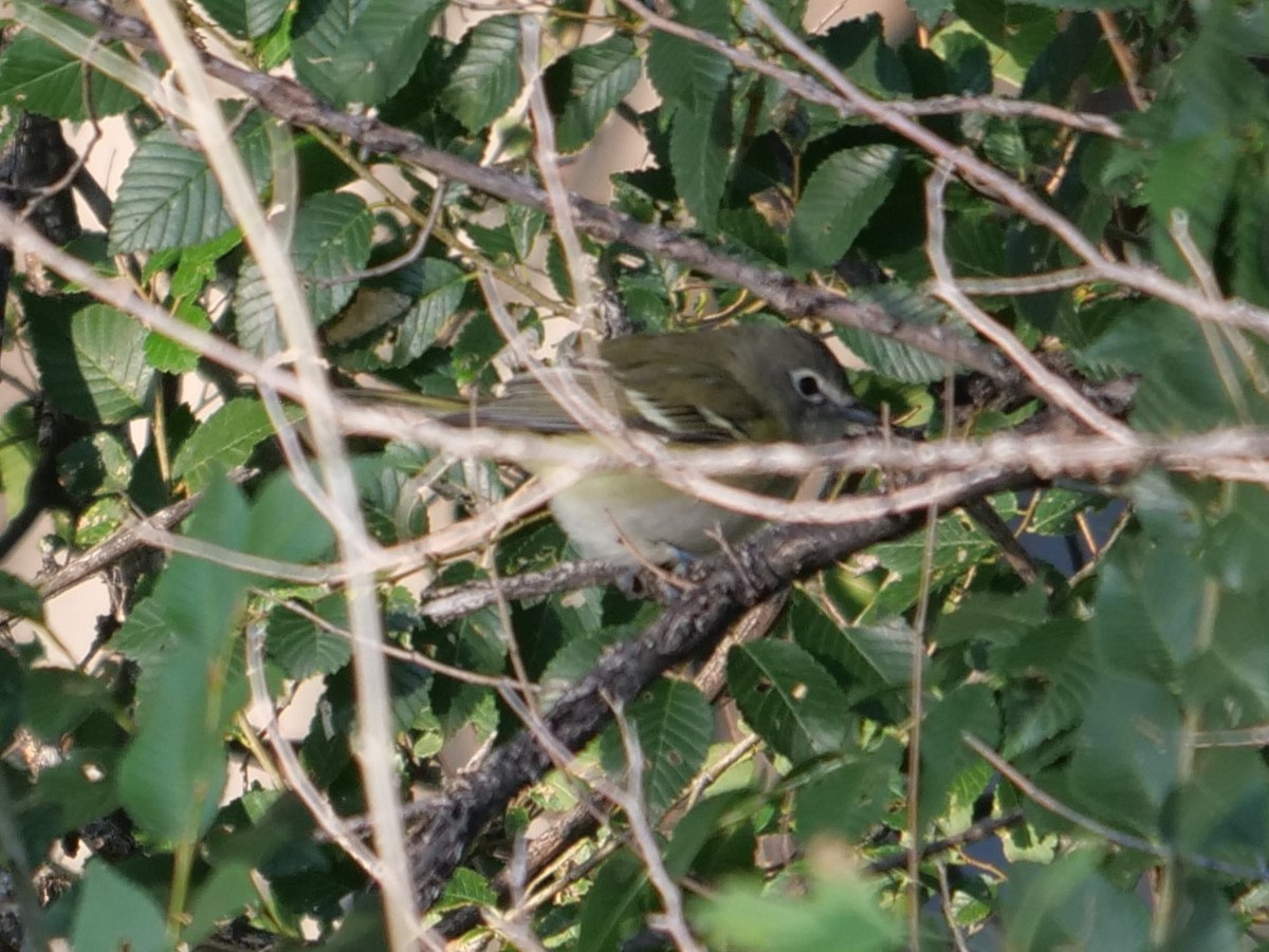 Cassin's Vireo - ML262429041