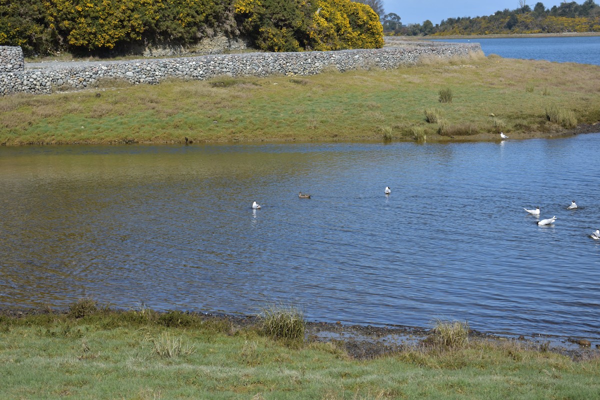 Yellow-billed Pintail - ML262429471