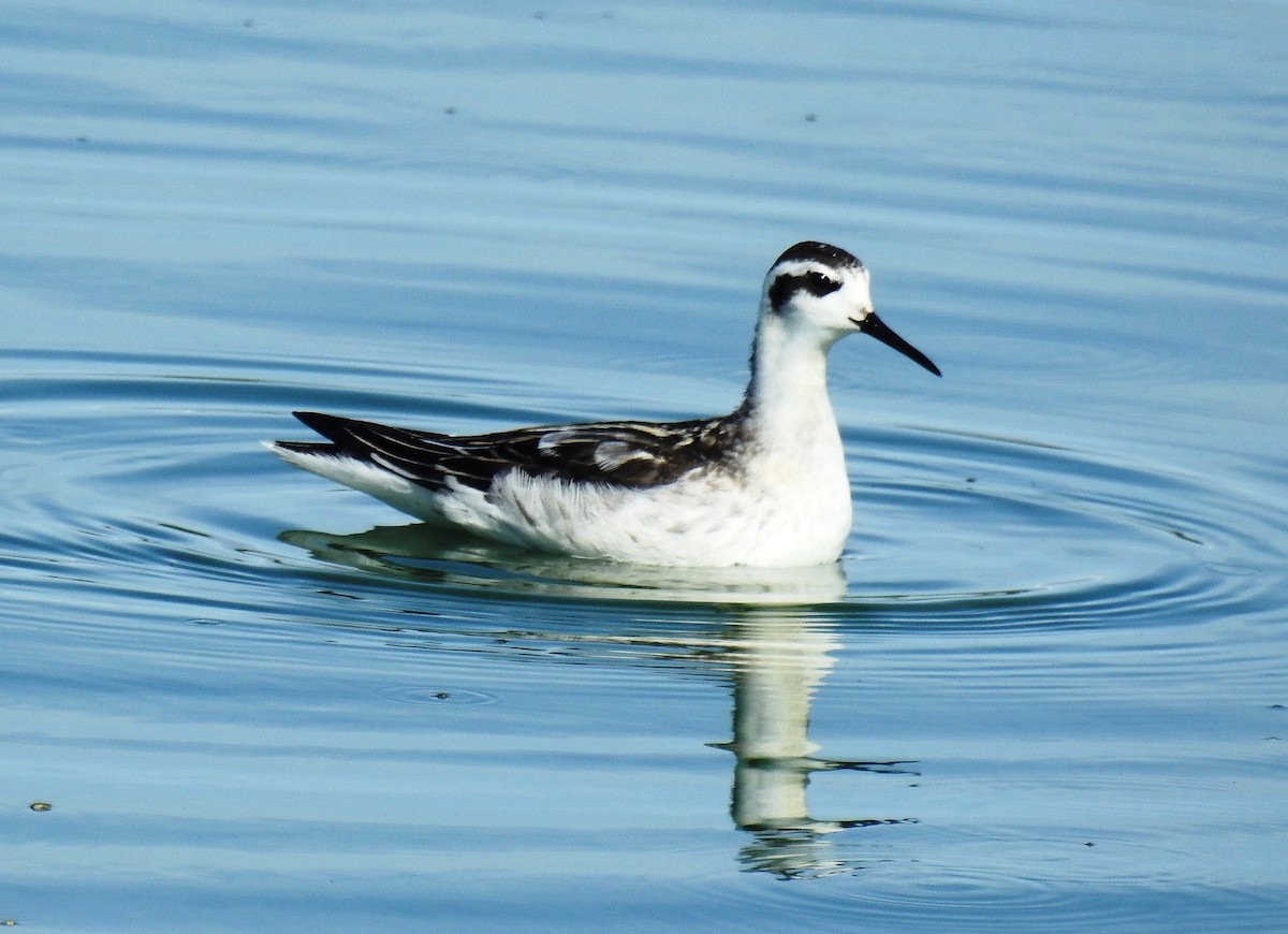 Red-necked Phalarope - ML262429601