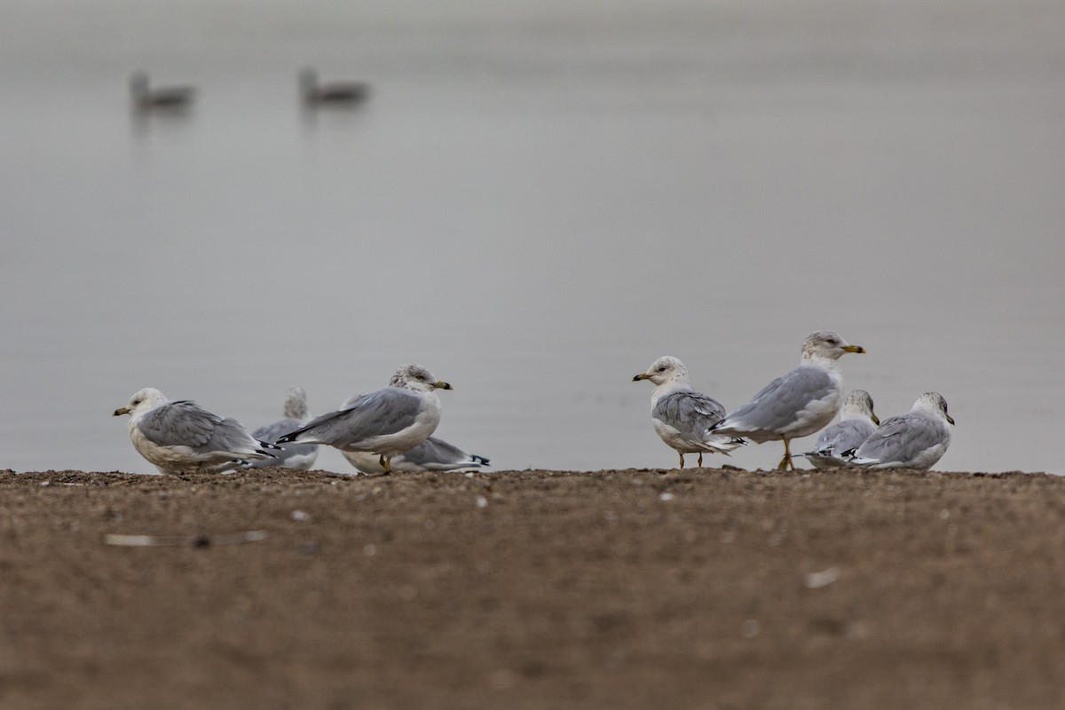 Ring-billed Gull - Adam Farid