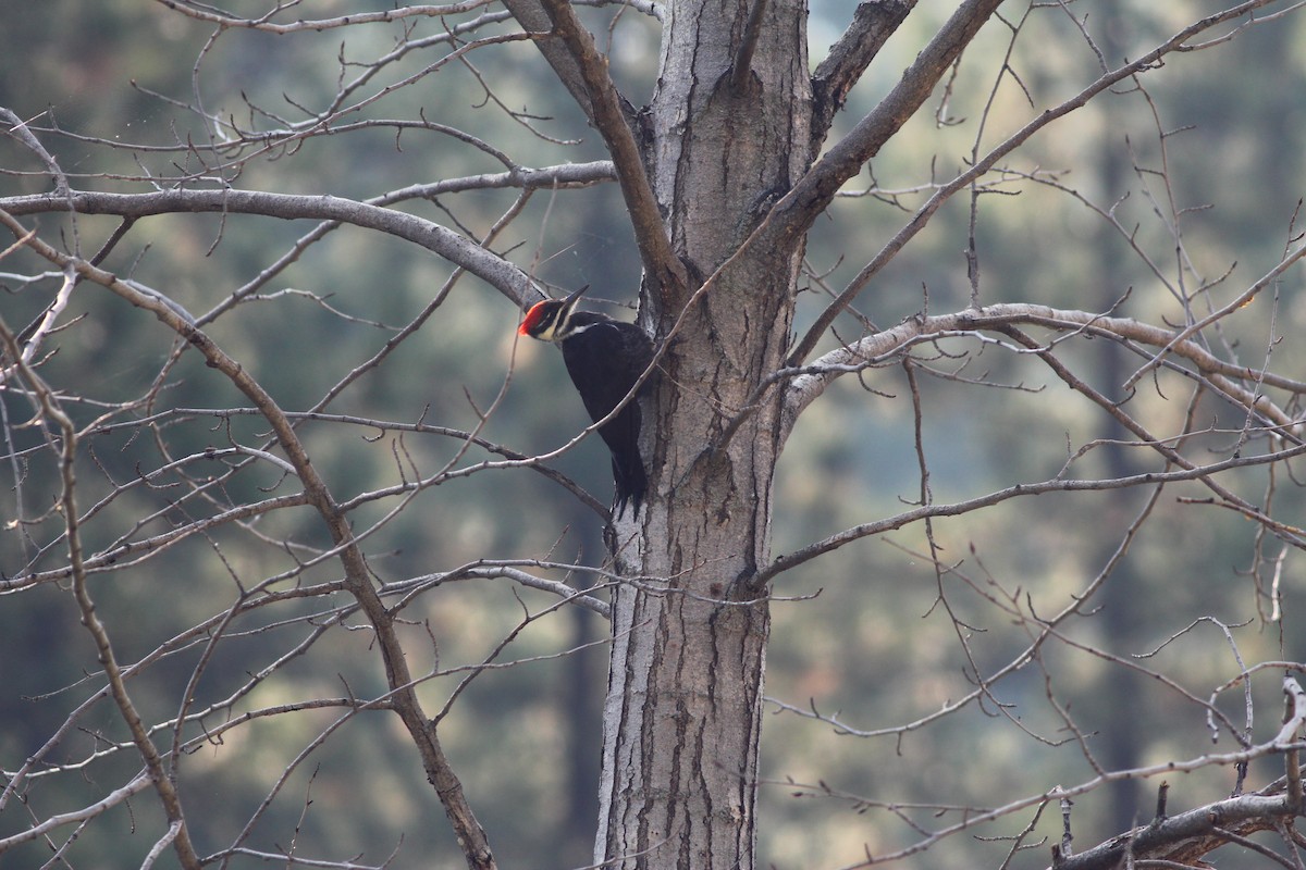 Pileated Woodpecker - ML262430411