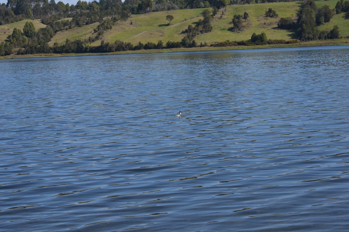 Silvery Grebe (Patagonian) - ML262430501