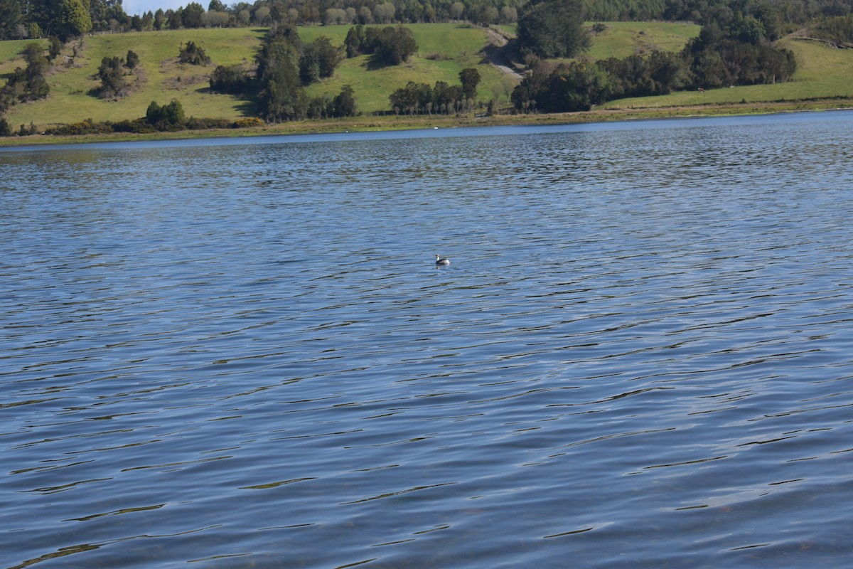 Silvery Grebe (Patagonian) - ML262430511