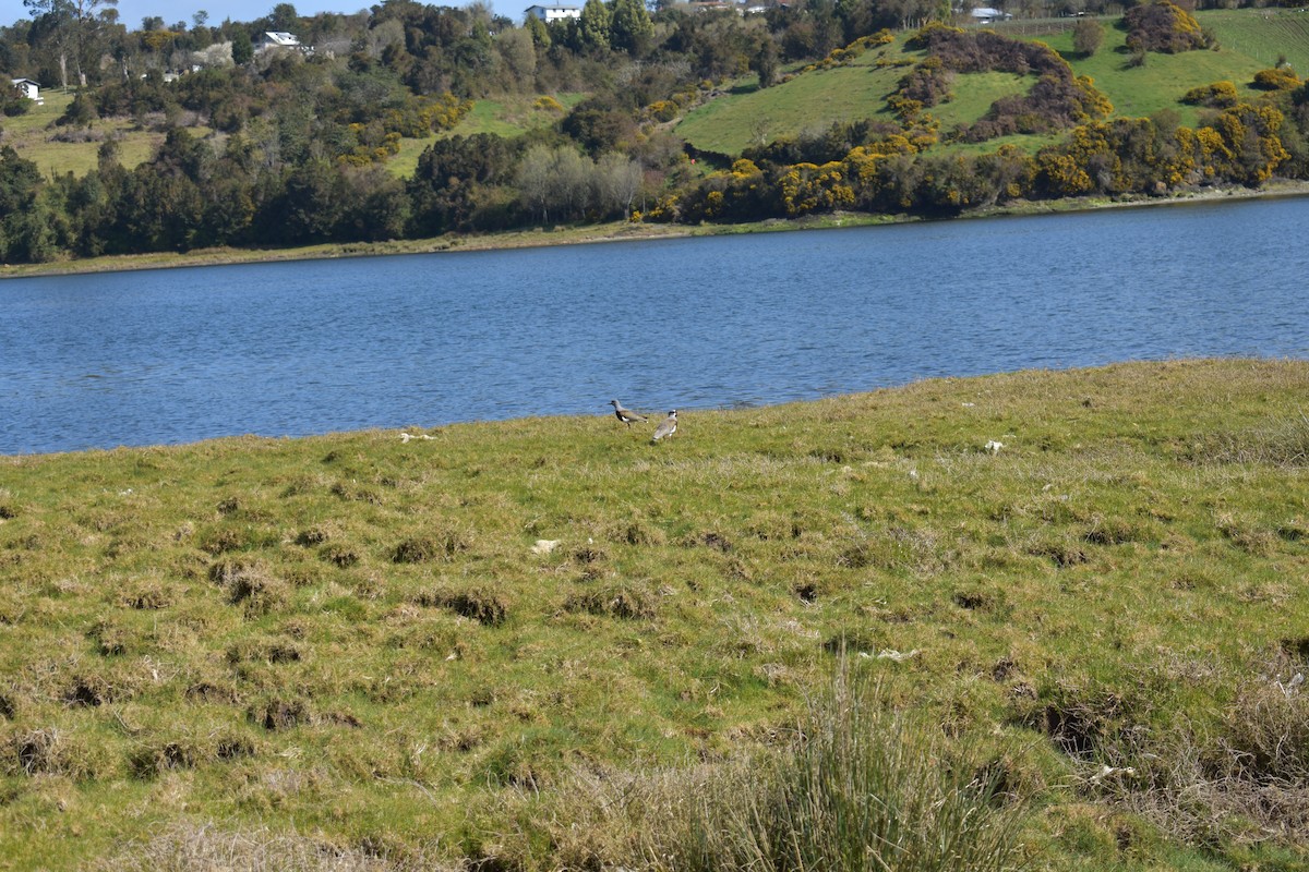 Southern Lapwing - ML262431351