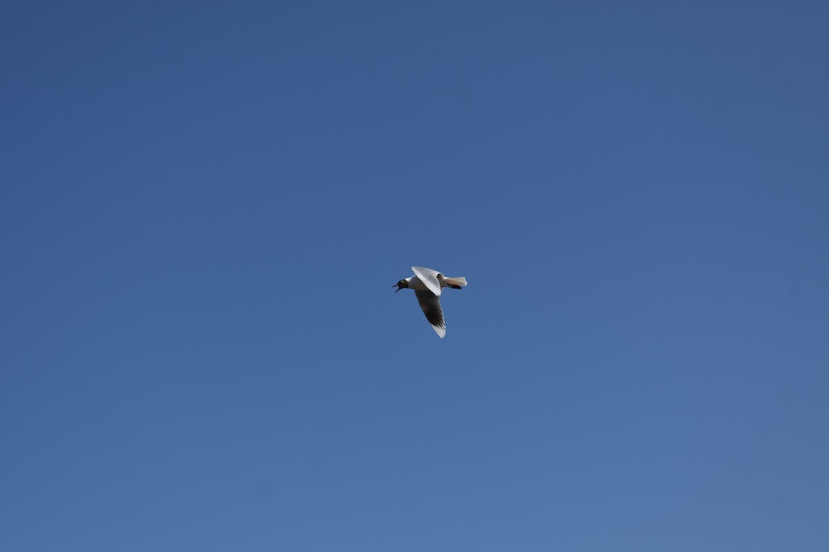 Brown-hooded Gull - ML262431711