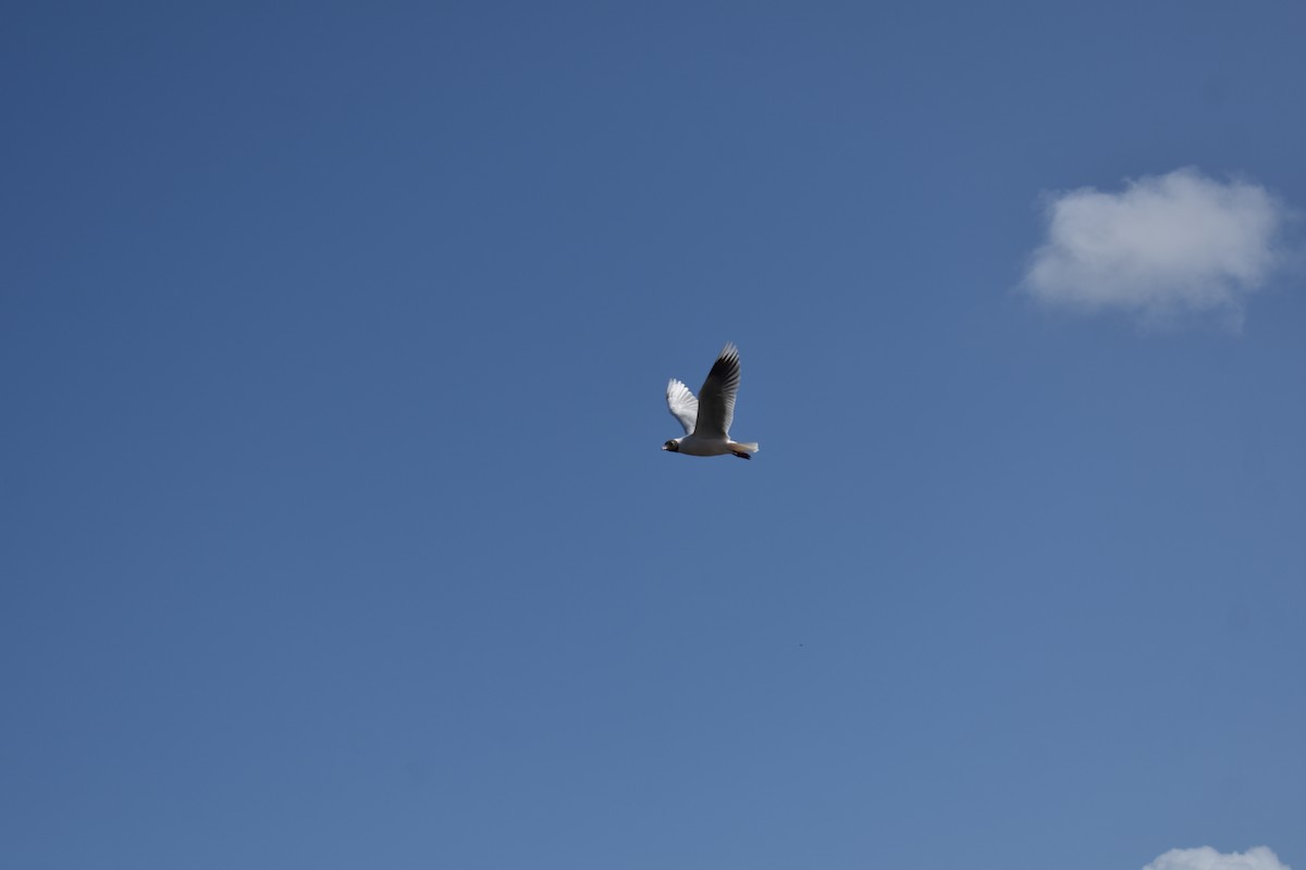 Brown-hooded Gull - Fernando  Pizarro