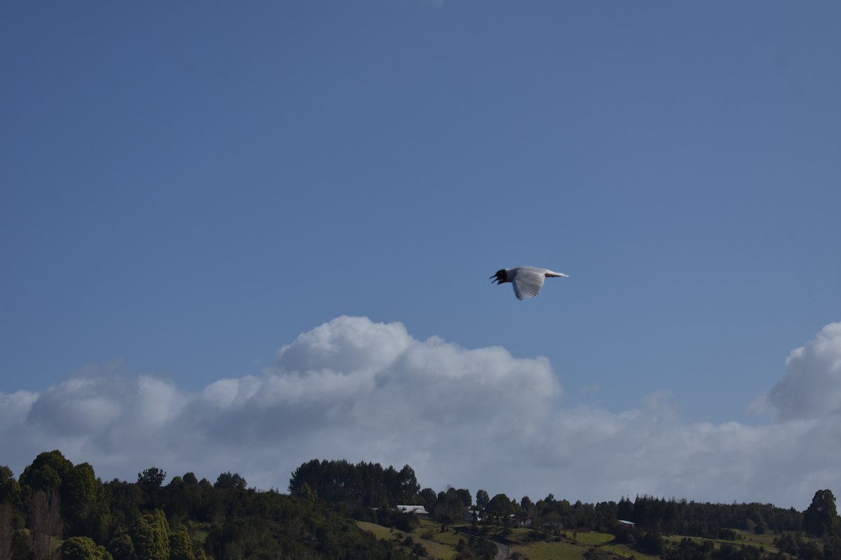 Brown-hooded Gull - ML262431841