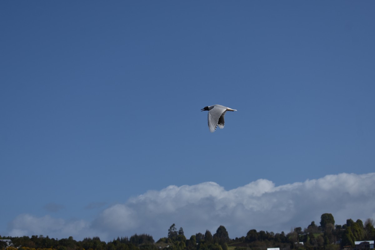 Brown-hooded Gull - ML262431861