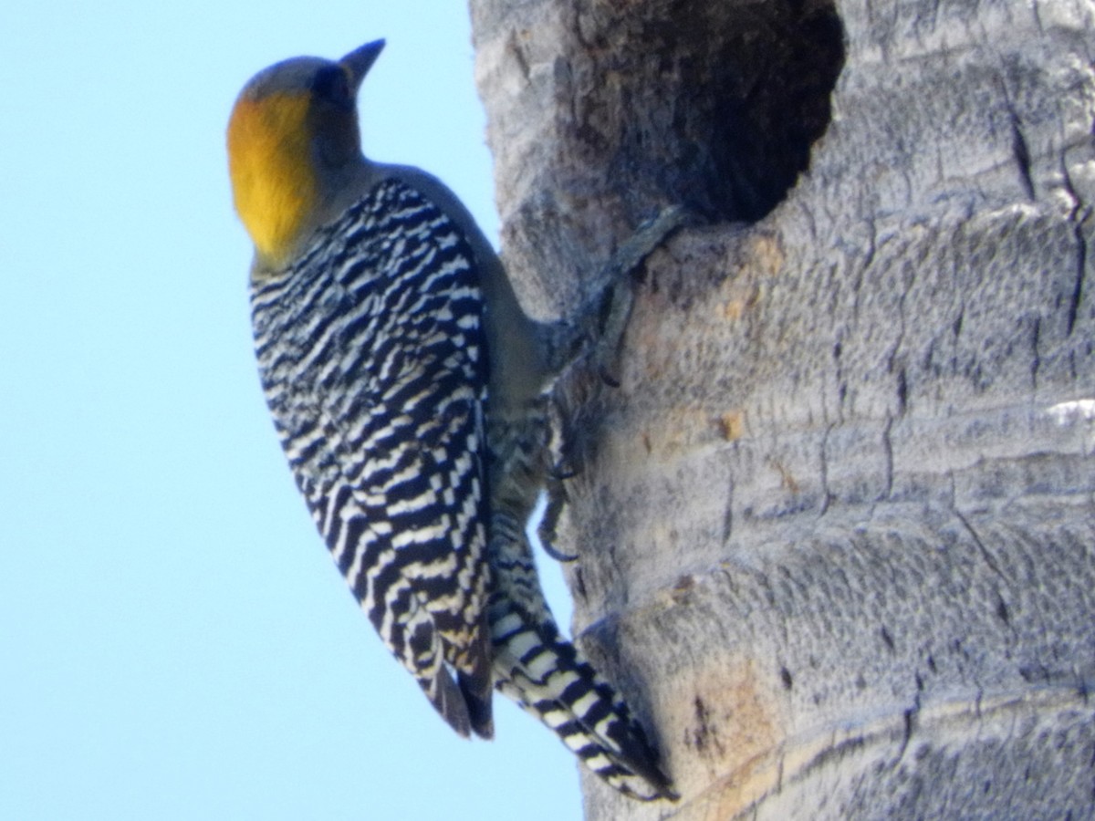 Golden-cheeked Woodpecker - Brenda Aburto