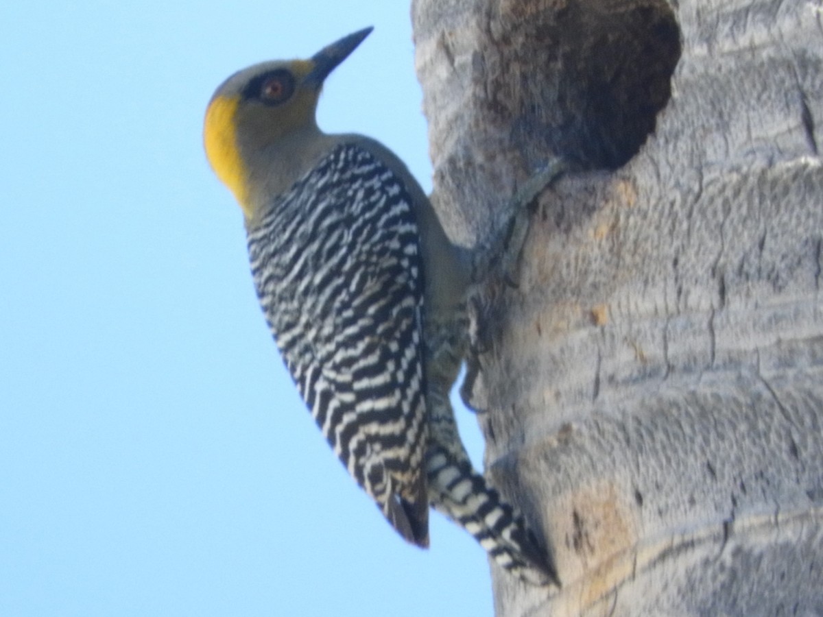 Golden-cheeked Woodpecker - Brenda Aburto