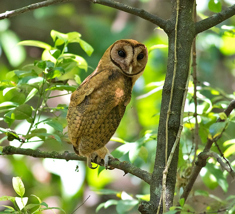 Minahasa Masked-Owl - Sam Woods/Tropical Birding Tours