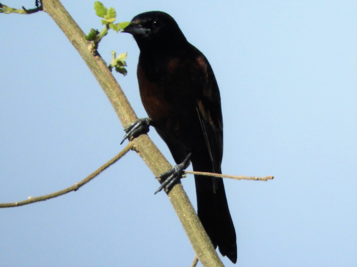 Orchard Oriole - Brenda Aburto