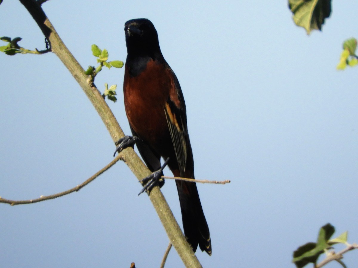 Orchard Oriole - Brenda Aburto