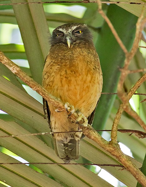 Ochre-bellied Boobook - ML26243221