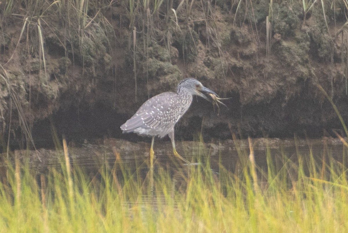 Yellow-crowned Night Heron - ML262433081