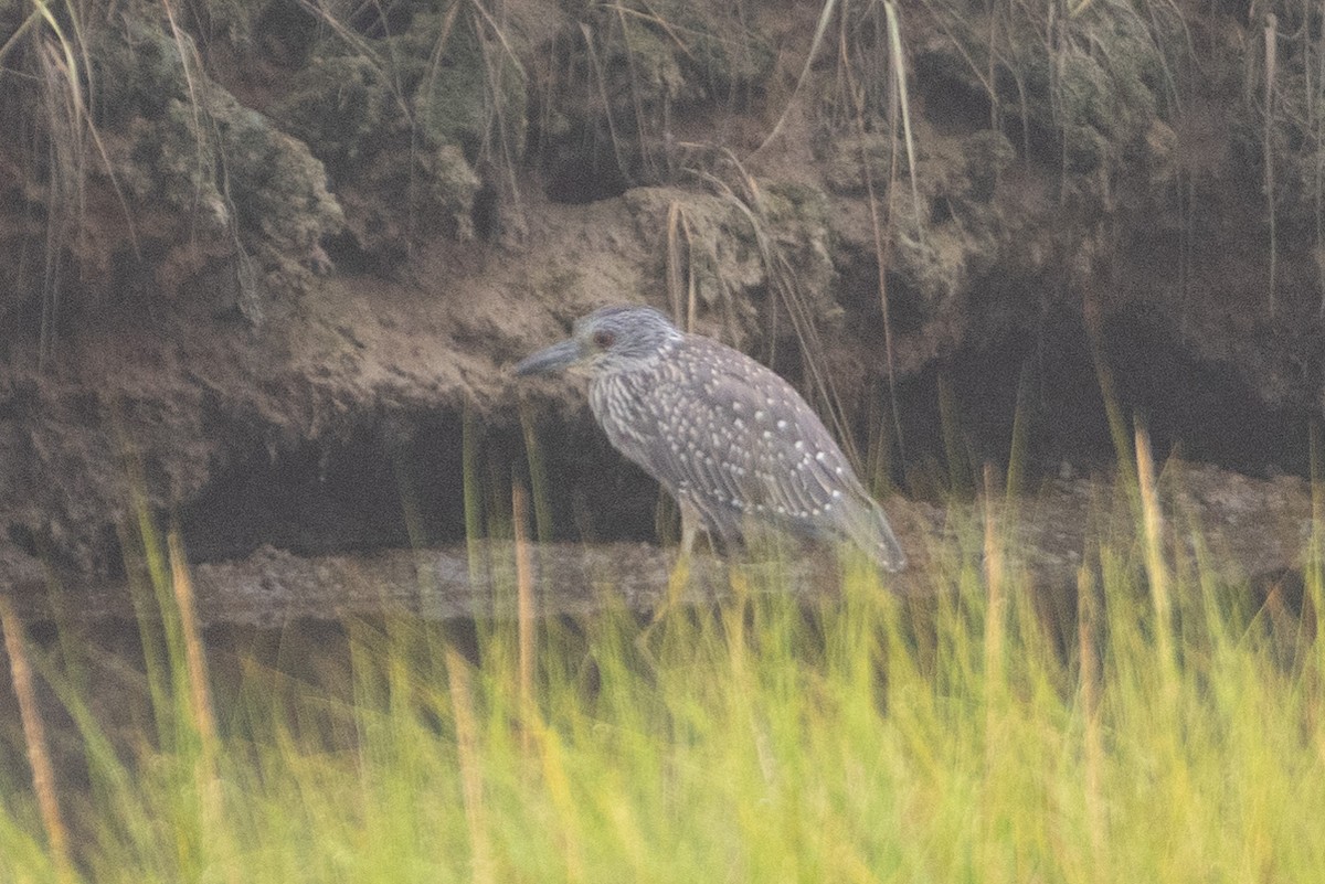 Yellow-crowned Night Heron - ML262433091