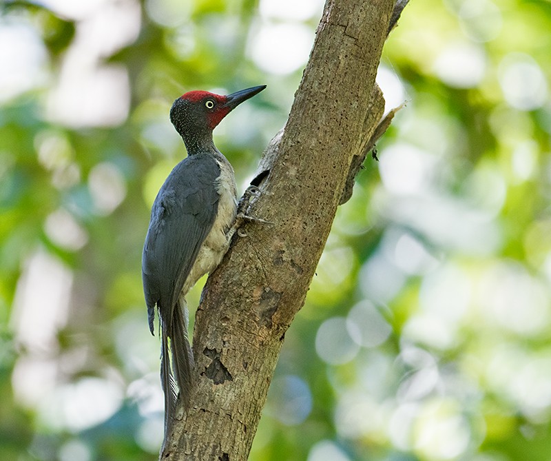 Ashy Woodpecker - Sam Woods