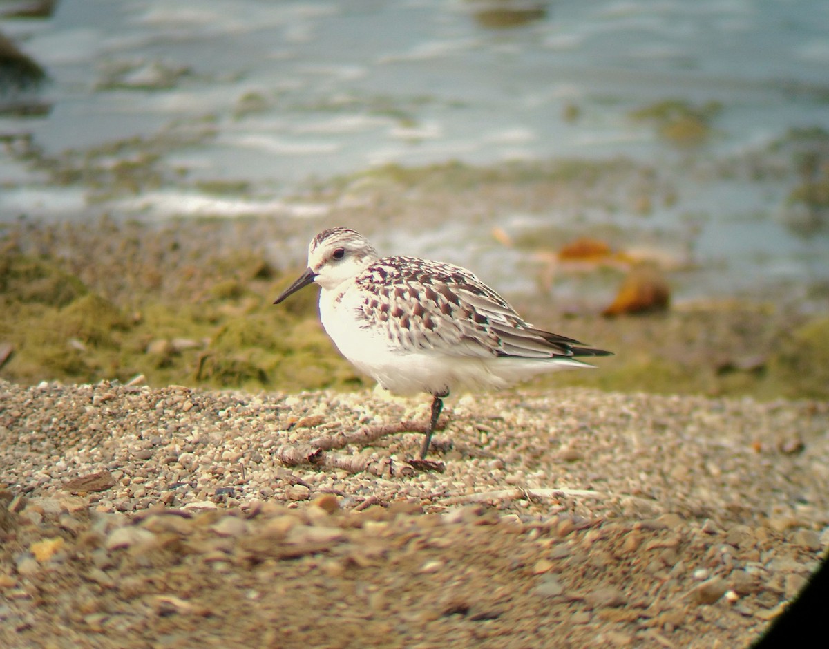 Sanderling - Jacob Raber