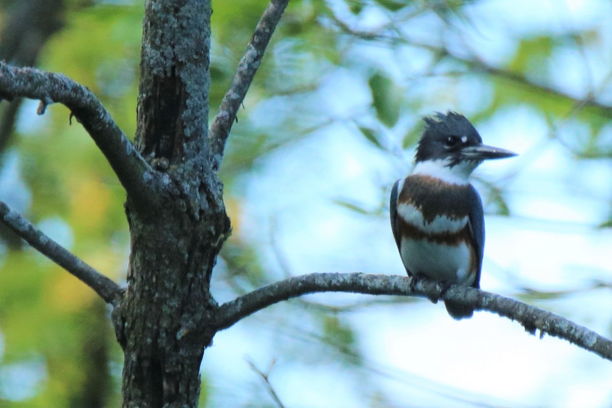 Belted Kingfisher - ML262434361