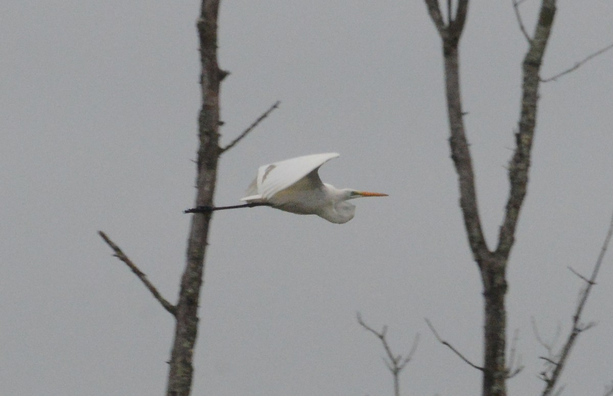 Great Egret - ML262434521