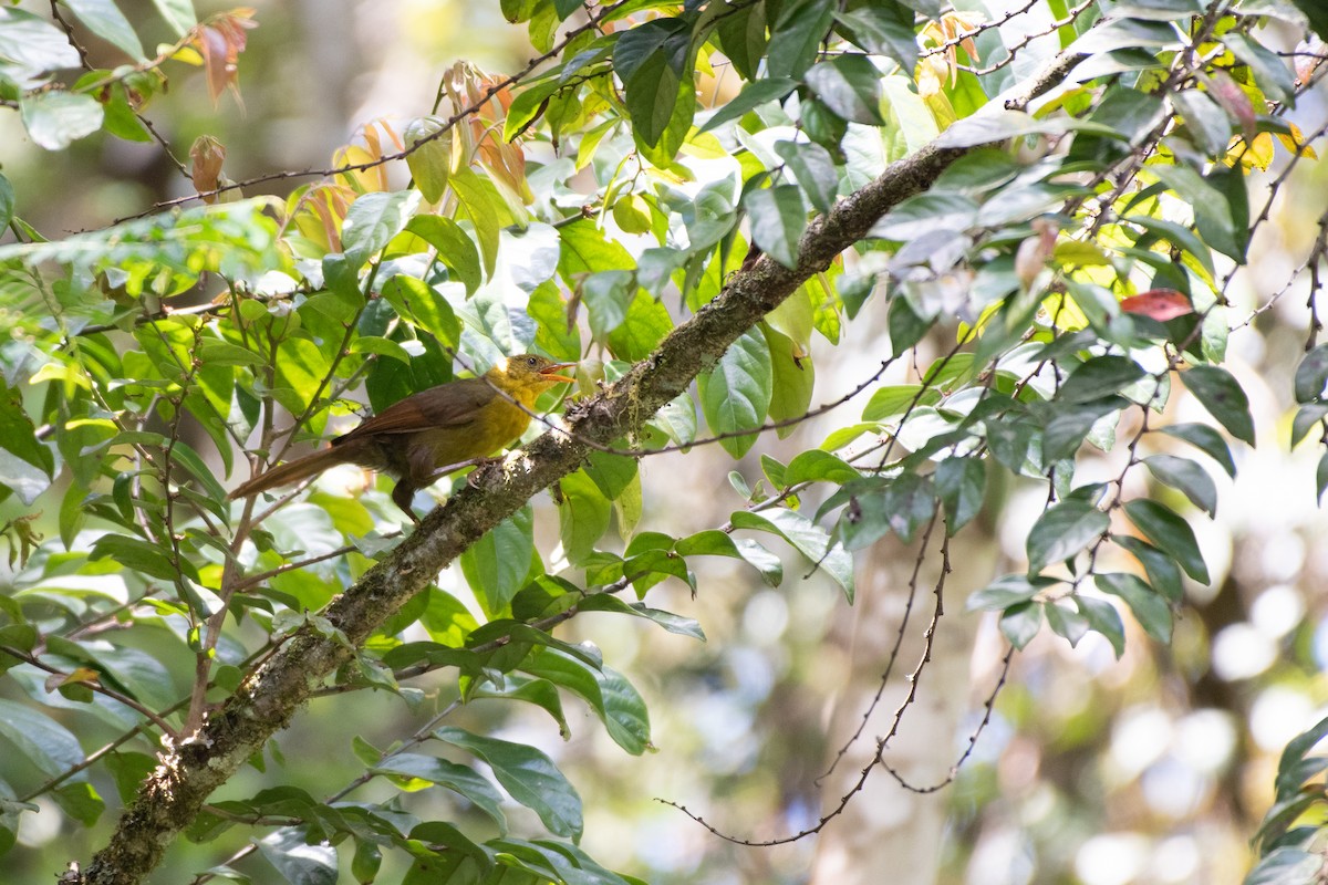Malia - Ana Paula Oxom