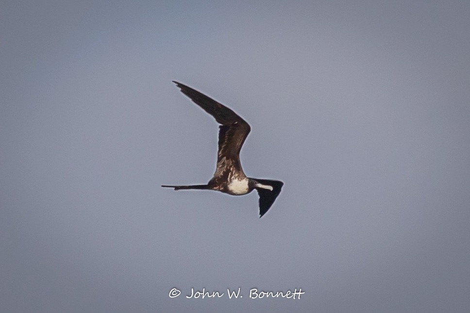 Magnificent Frigatebird - John Bonnett