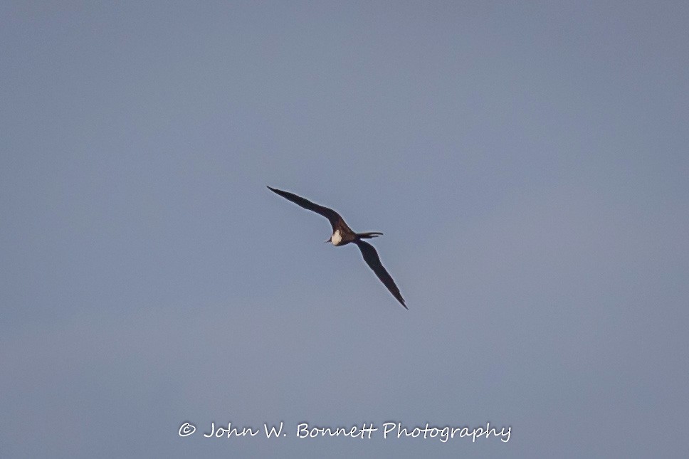 Magnificent Frigatebird - ML262436271