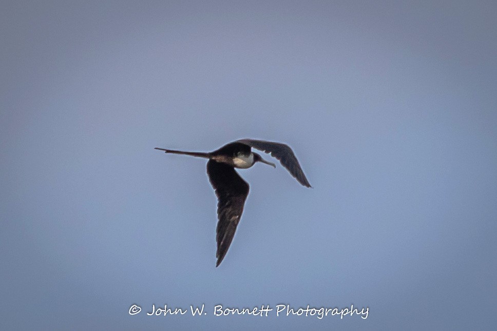 Magnificent Frigatebird - ML262436311